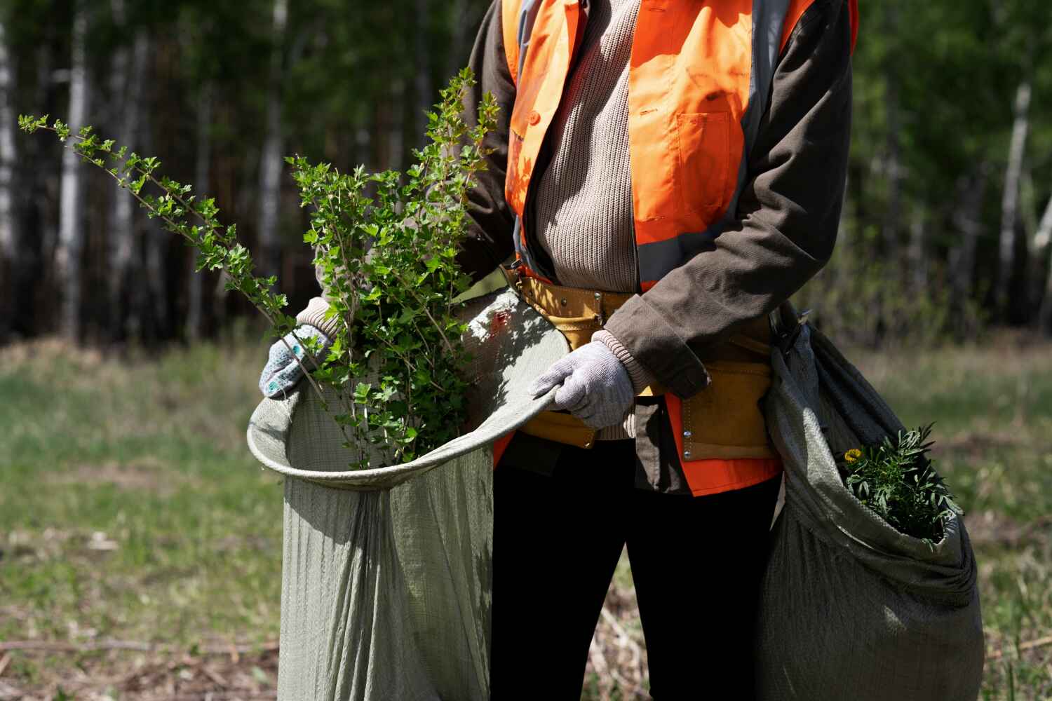 Reliable Knob Noster, MO Tree Service Solutions